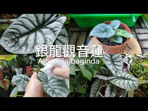 觀音蓮品種|觀音蓮的品種：從美麗到珍稀的魅力之旅 – 植物盆栽綠寶典